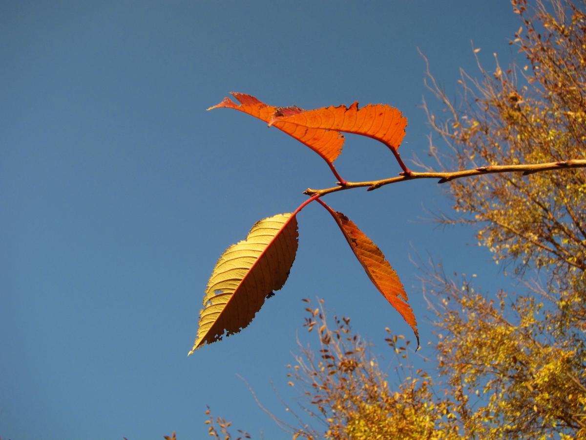 130- Four leaves on a stem