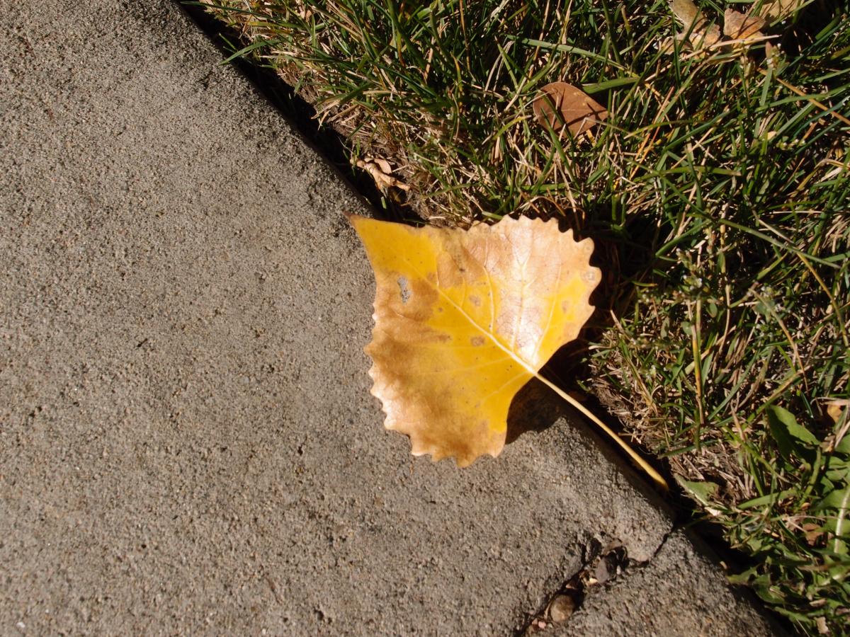 110-Yellow Cottonwood leaf