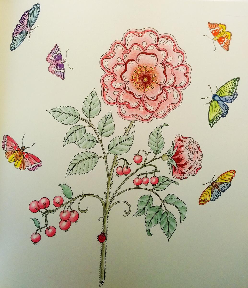 Butterflies and Flower