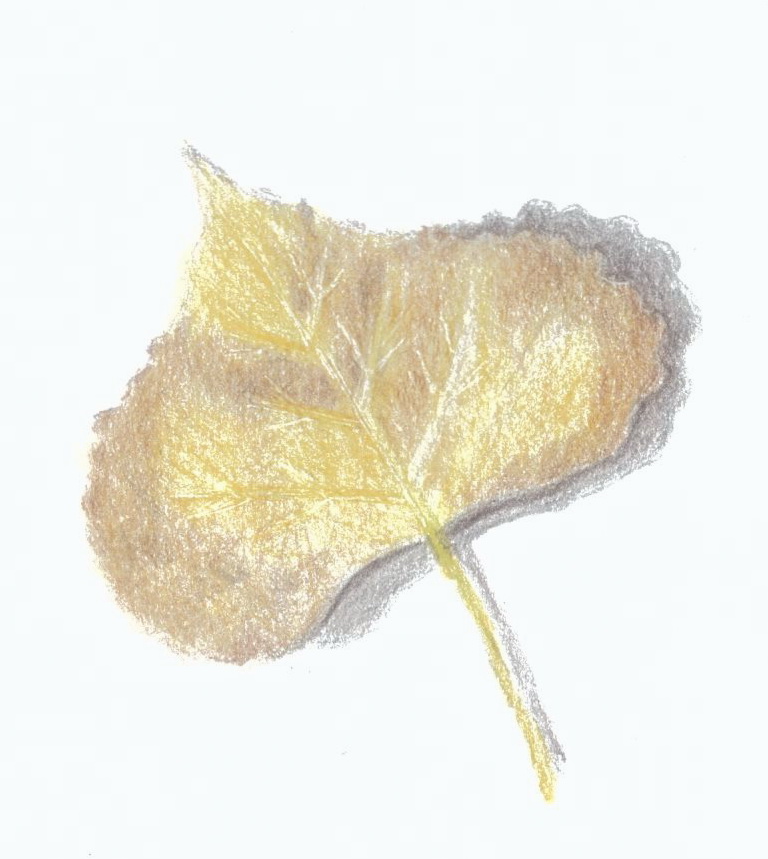 111-Yellow Cottonwood Leaf