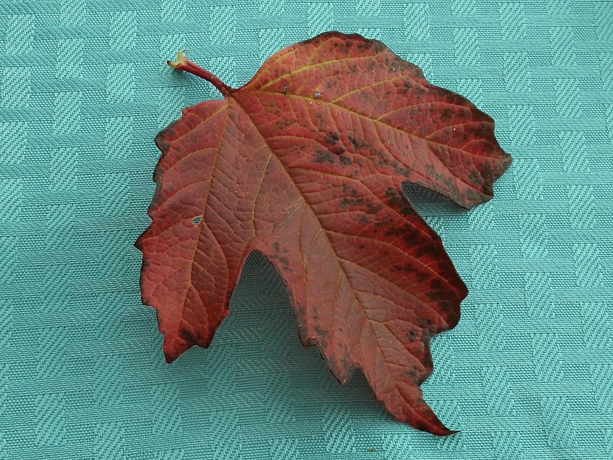 104-1st Fall Maple leaf