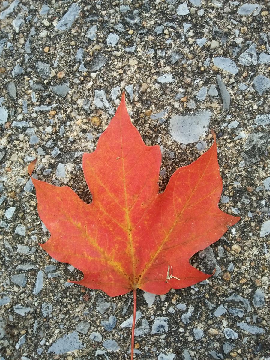 150- Maple leaf 2 - original