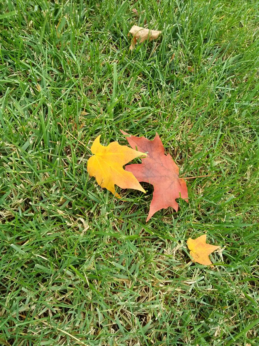 120-Yellow and Orange Maple leaves