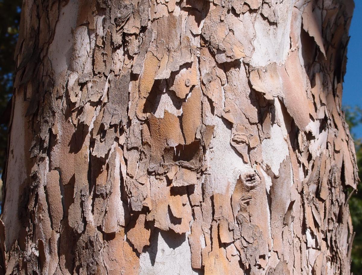 190- Loose Tree Bark crop