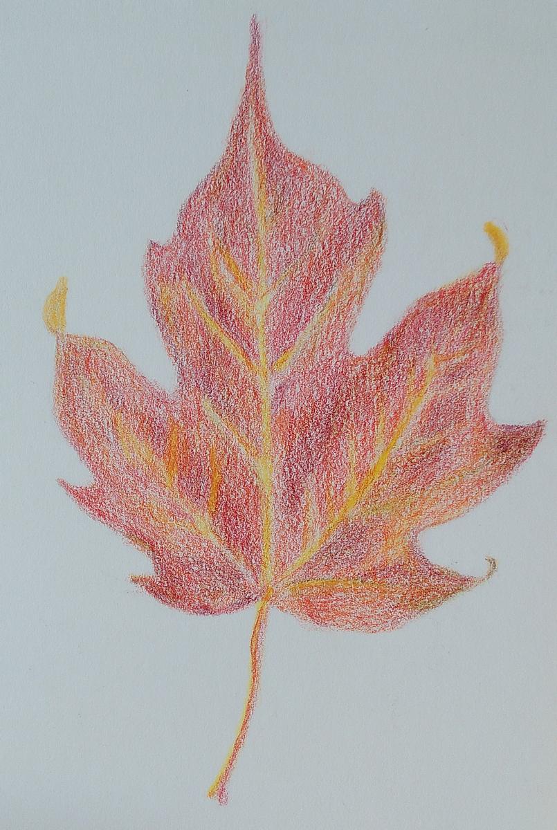 151- Maple Leaf 2