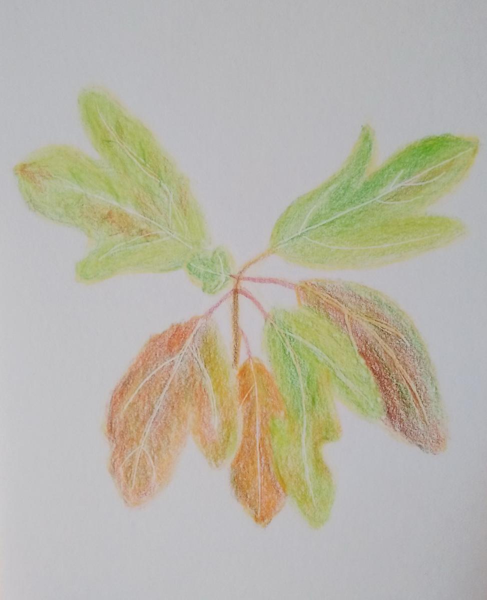 141-Sassafras leaves