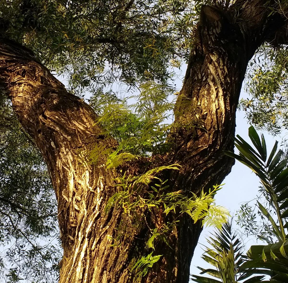 200- Giant Tree Trunk Fork