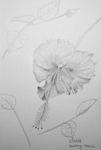 440 - Hibiscus and leaves