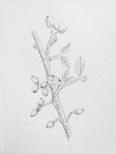 420- Red Berries branch