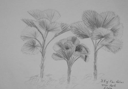 521-Three Figi Fan Palms