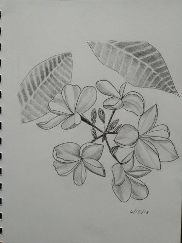 480- Frangipani blooms