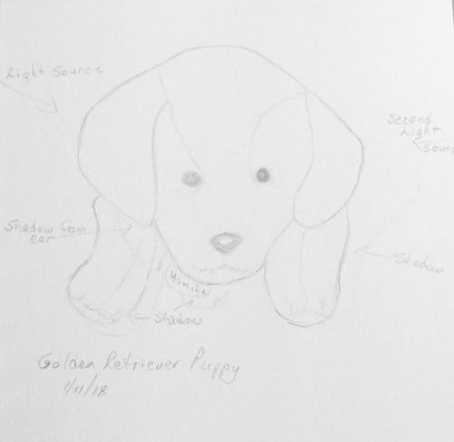 131-Golden Retriever Puppy