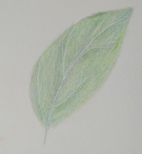 100- First Green Leaf