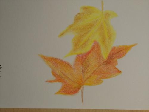 121-Yellow and Orange Maple leaves