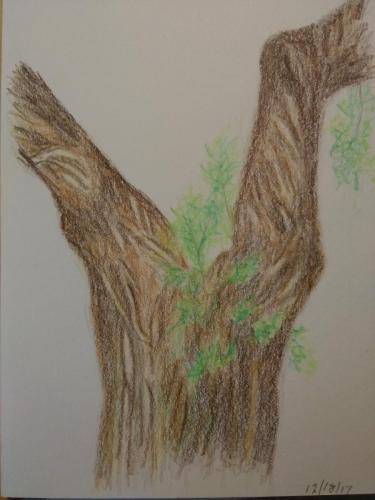 201- Giant Tree Trunk Fork