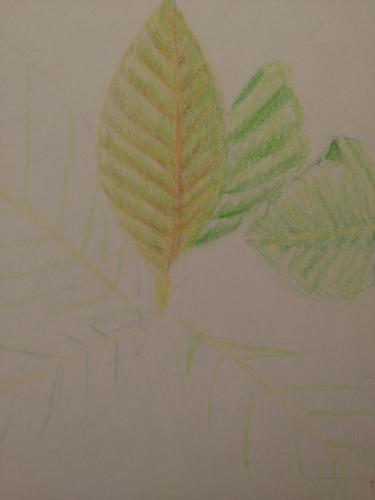 221- The beginning of this project.