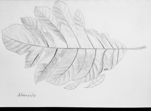 290- Large wavy leaf crop