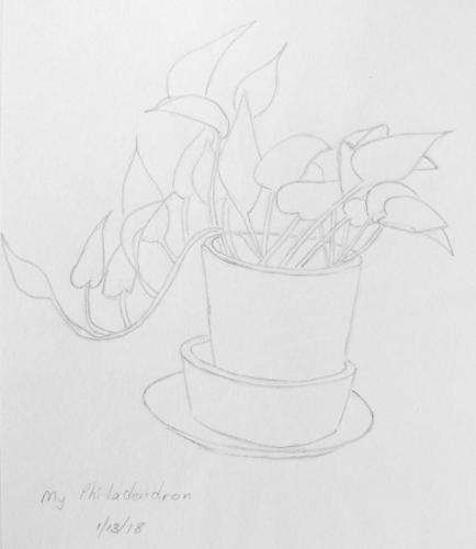 141-Philodendron Sketch