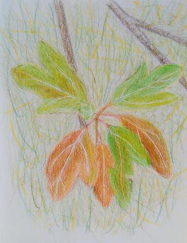 142-Sassafras-completed