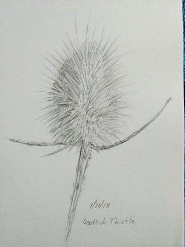 510- Thistle